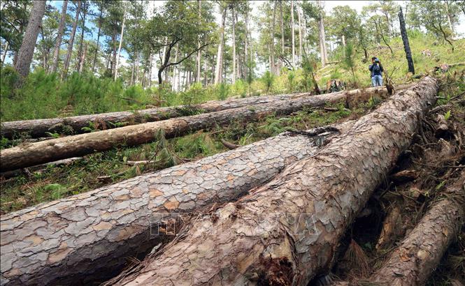 Một vụ chặt phá tại khu rừng phòng hộ nằm giáp ranh giữa hai xã Đạ Sar và Đạ Nhim, huyện Lạc Dương, tỉnh Lâm Đồng. Ảnh Đặng Tuấn/TTXVN