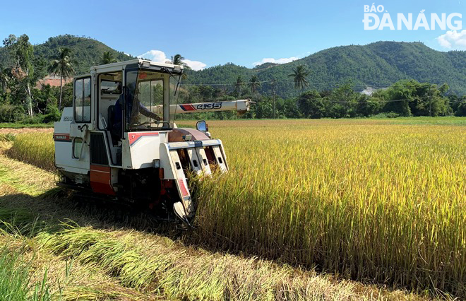 Hiện một số xã trên địa bàn huyện Hòa Vang đã lập phương án và triển khai thu hoạch lúa vụ hè thu chín sớm. Ảnh: HOÀNG HIỆP