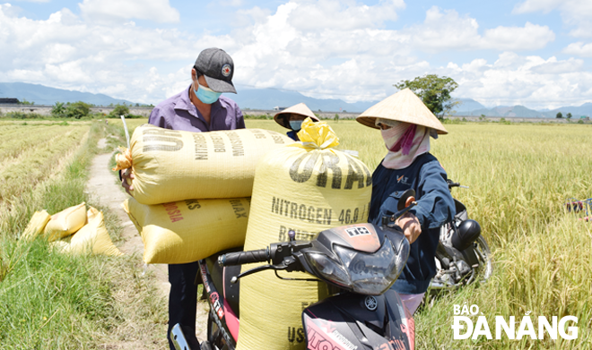 Nông dân ở thôn La Bông, xã Hòa Tiến (huyện Hòa Vang) ra đồng để thu hoạch lúa. Ảnh: HOÀNG HIỆP