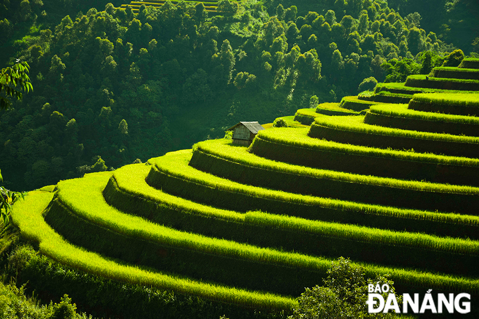 Những thửa ruộng bậc thang hình mâm xôi ở xã Lao Chải, huyện Mù Cang Chải, Yên Bái ôm lấy sườn đồi.