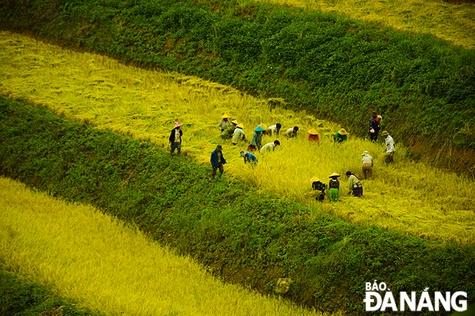 Người dân huyện Bát Xát, Lào Cai ra đồng gặt lúa.