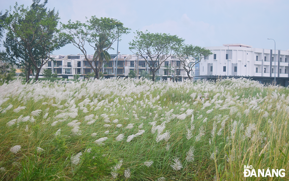 Cánh đồng cỏ lau dưới chân cầu Thuận Phước (phường).