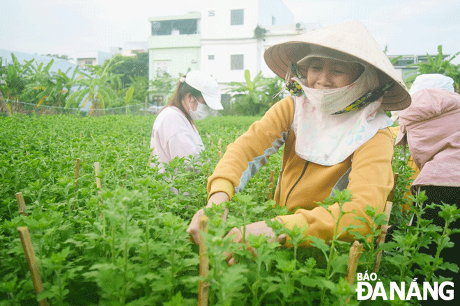 Nông dân ở phường Hòa Xuân, quận Cẩm Lệ đang chăm sóc từng chậu cúc để chuẩn bị cho thị trường Tết Quý Mão 2023. Ảnh: THU DUYÊN
