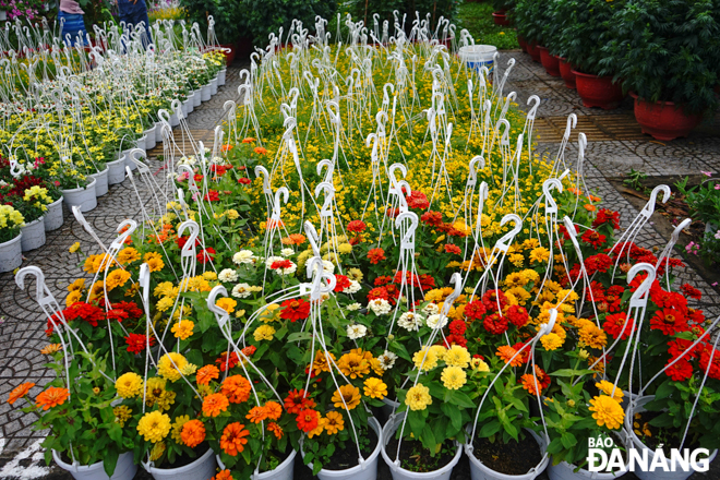 Những giỏ hoa treo rực rỡ khoe sắc ở một góc chợ hoa.