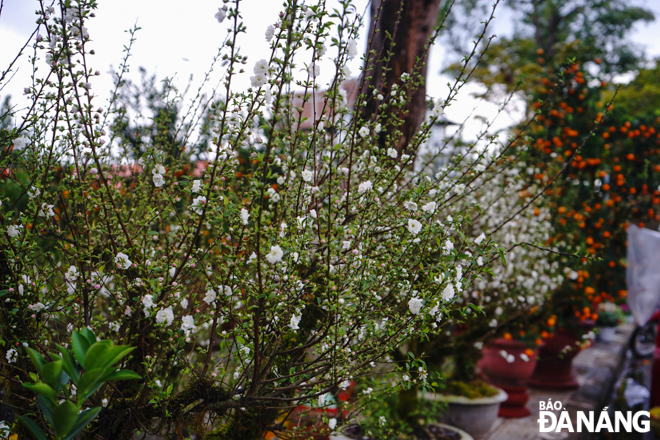 Sắc trắng tinh khôi của bạch đào – loài hoa phương bắc.