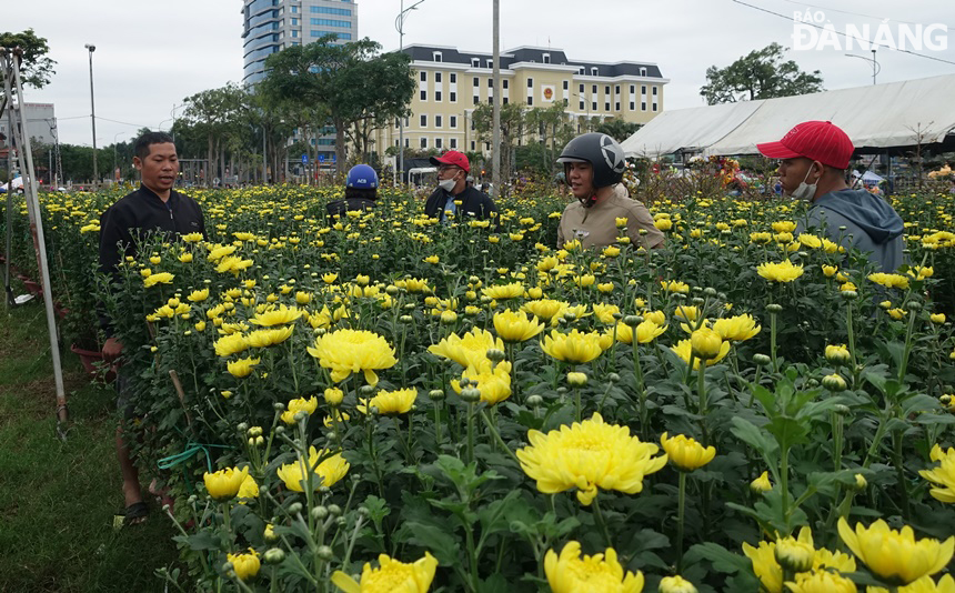 Nhiều người đang tìm chọn để mua hoa cúc được chủ vườn hạ giá xuống còn 300.000 đồng/2 chậu.
