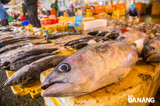 Ngoài ra, nếu khách du lịch muốn trải nghiệm cảm giác mua tận tay những loại hải sản tươi sống thì có thể đến khu vực chợ cá Thọ Quang (quận Sơn Trà) để trải nghiệm. Chợ cá Thọ Quang đi vào hoạt động từ giữa đêm và sẽ kết thúc vào 8 giờ sáng hôm sau.