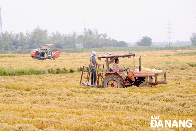 Năng suất cao, nông dân phấn khởi thu hoạch vụ lúa