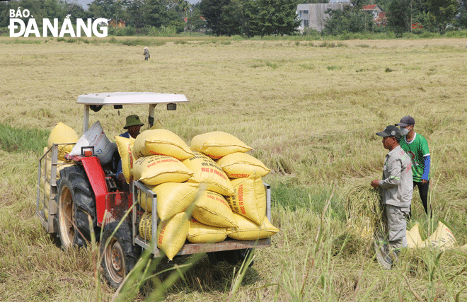 Ngành nông nghiệp và các địa phương đang nỗ lực triển khai nhiều giải pháp nhằm hạn chế tình trạng đất sản xuất nông nghiệp bị bỏ hoang. Trong ảnh: Nông dân xã Hòa Tiến thu hoạch lúa trên cánh đồng. Ảnh: V.H