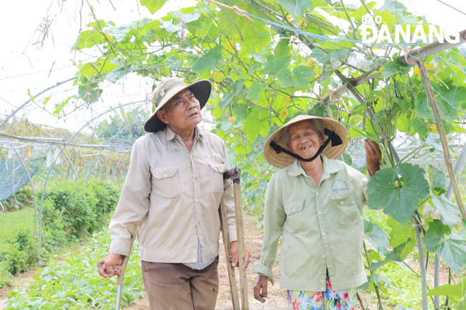 Ở tuổi gần 80, vợ chồng ông Nguyễn Đấu, Lê Thị Lanh, hội viên HTX ngày ngày chở nhau trên chiếc xe máy 3 bánh ra đồng chăm sóc rau màu. Ảnh: TIỂU YẾN