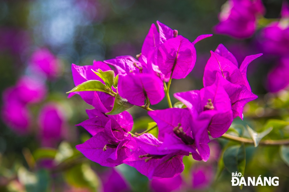 Những giàn hoa giấy có màu sắc tươi tắn pha lẫn chút dịu dàng trong màu tím đậm.