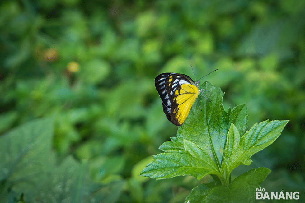 Vòng đời của bướm khá ngắn ngủi. Thời gian từ khi thoát kén đến lúc nở ra thành những chú bướm xinh đẹp chỉ vỏn vẹn khoảng 2 tuần. 