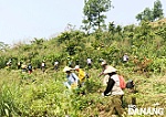 Tháo gỡ khó khăn cho người trồng rừng