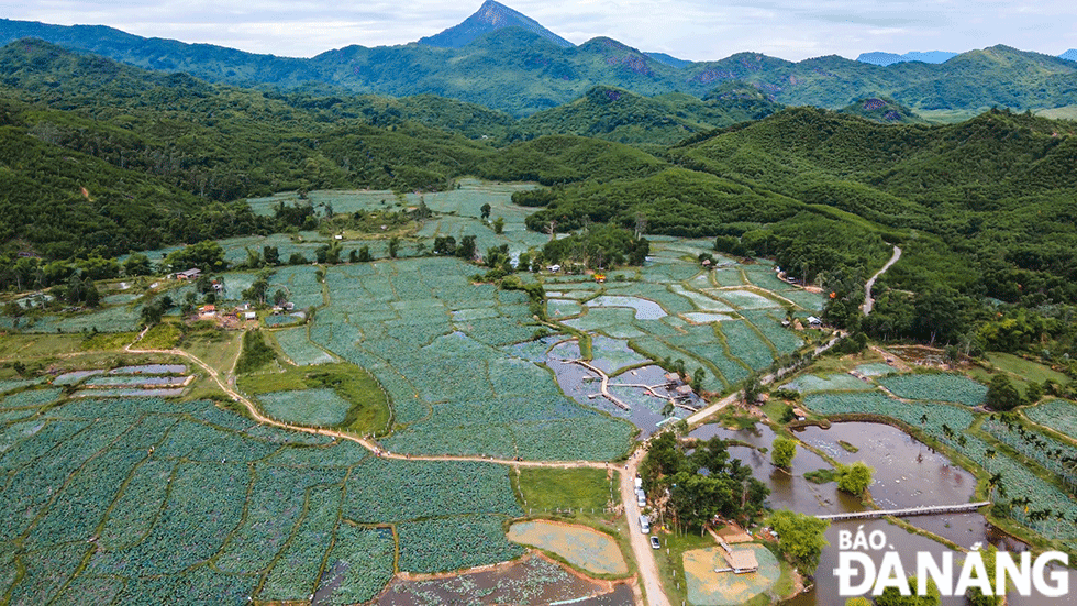 Đồng sen Trà Lý rộng gần 35ha thuộc khu vực hồ điều tiết Phú Lộc, có hệ thống rừng phòng hộ bao quanh.	