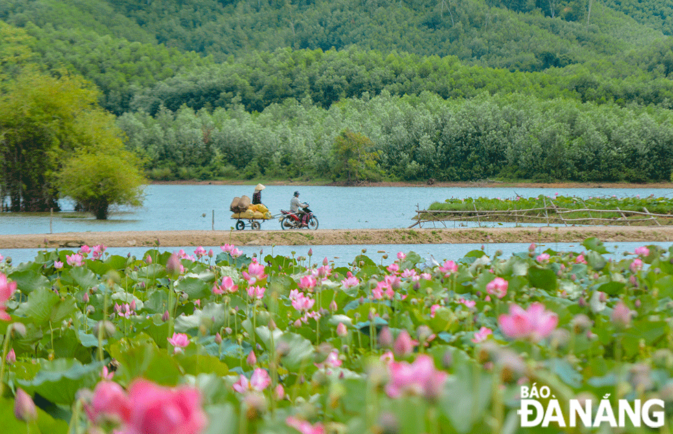 Từ trung tuần tháng 5 dương lịch, sen bắt đầu nở rộ trên khắp cánh đồng Trà Lý và nhiều khu vực trên địa bàn xã Duy Sơn. 