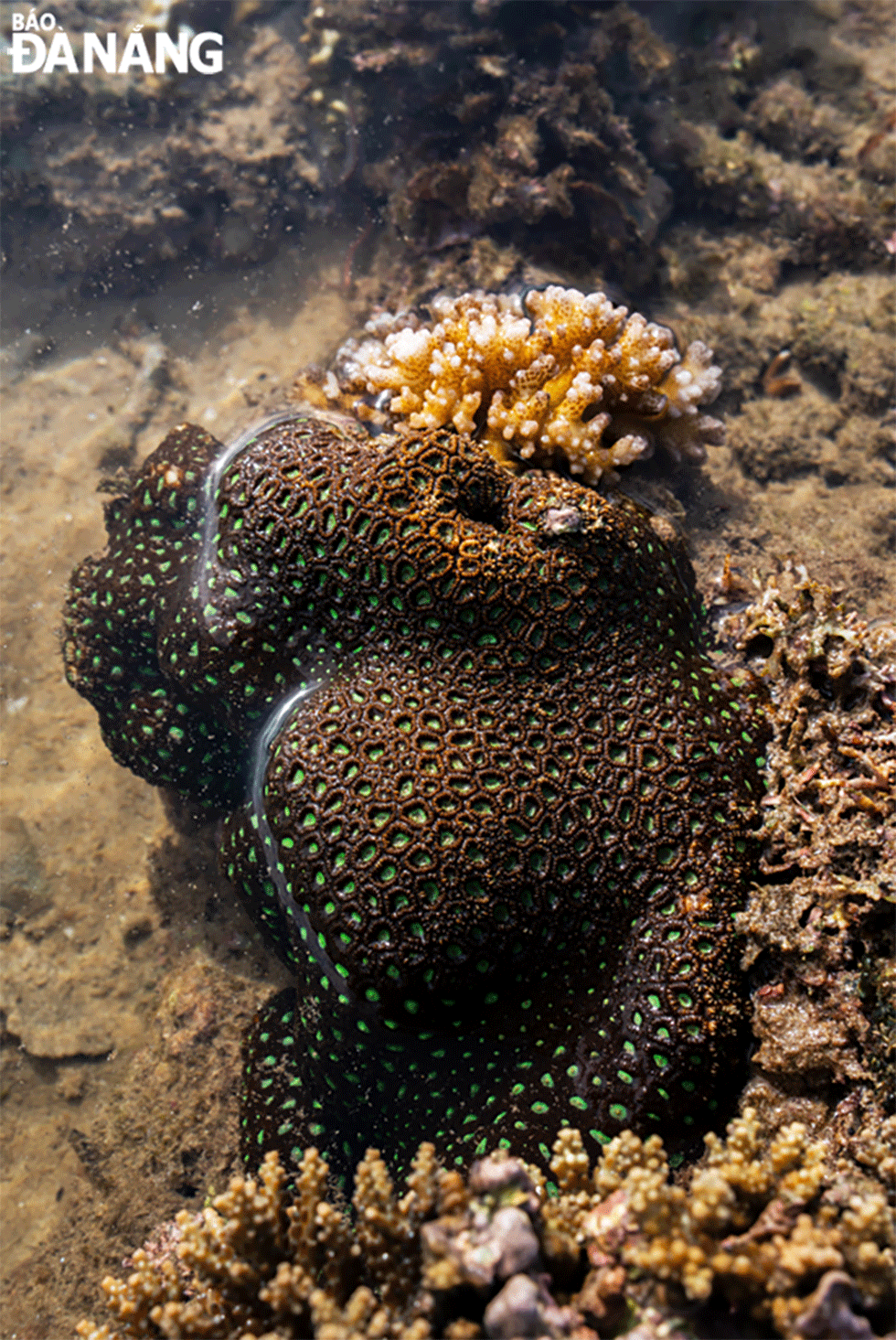 San hô ban đầu hình thành còn non, mềm. Sau 10-15 năm mới cứng dần, trải qua thời gian dài cả trăm năm mới thành rừng san hô. 