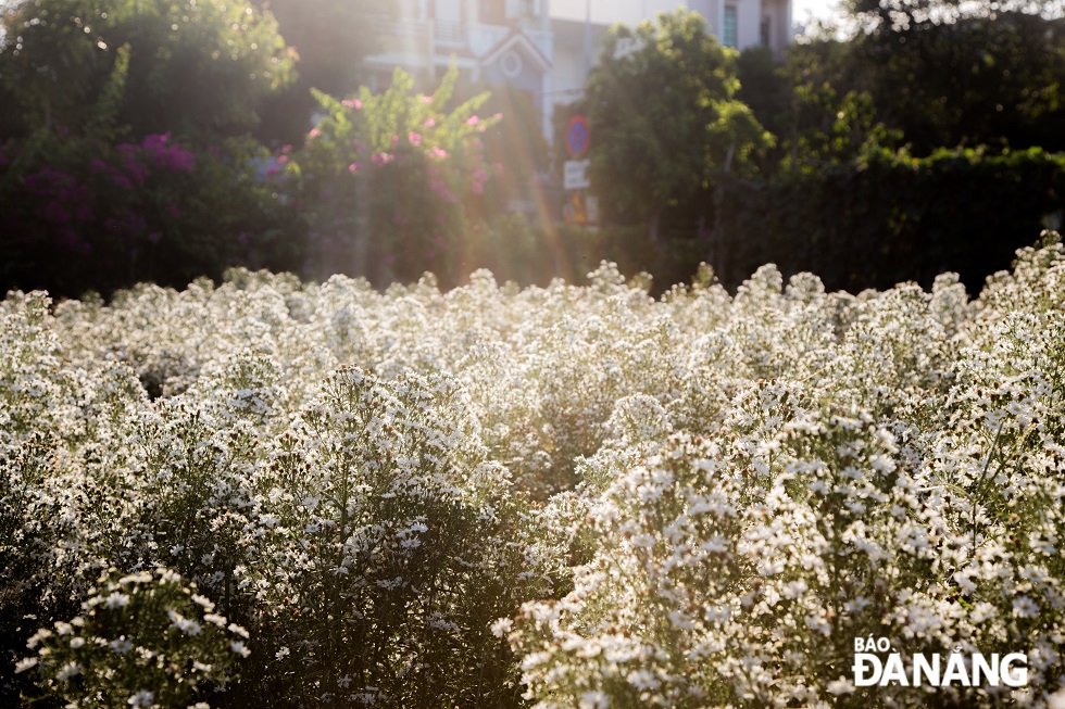 Đến với vườn hoa vào dịp bình minh hoặc hoàng hôn, người dân và du khách có thể chiêm ngưỡng được vẻ đẹp lung linh từ những đóa cúc hoa mi trắng trong ánh nắng.