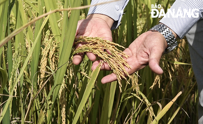 Một số giống lúa mới được thử nghiệm tại xã Hòa Phong mang lại giá trị kinh tế và sản lượng cao.