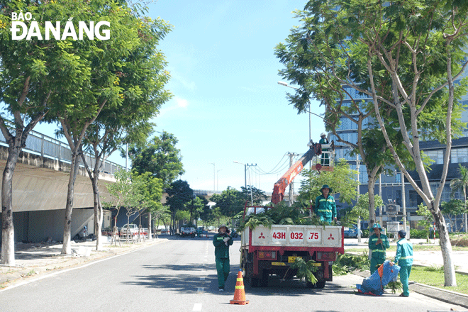 Công ty Công viên - Cây xanh Đà Nẵng huy động phương tiện, nhân lực tập trung cắt tỉa cành, nhánh cây xanh. Ảnh: HOÀNG HIỆP