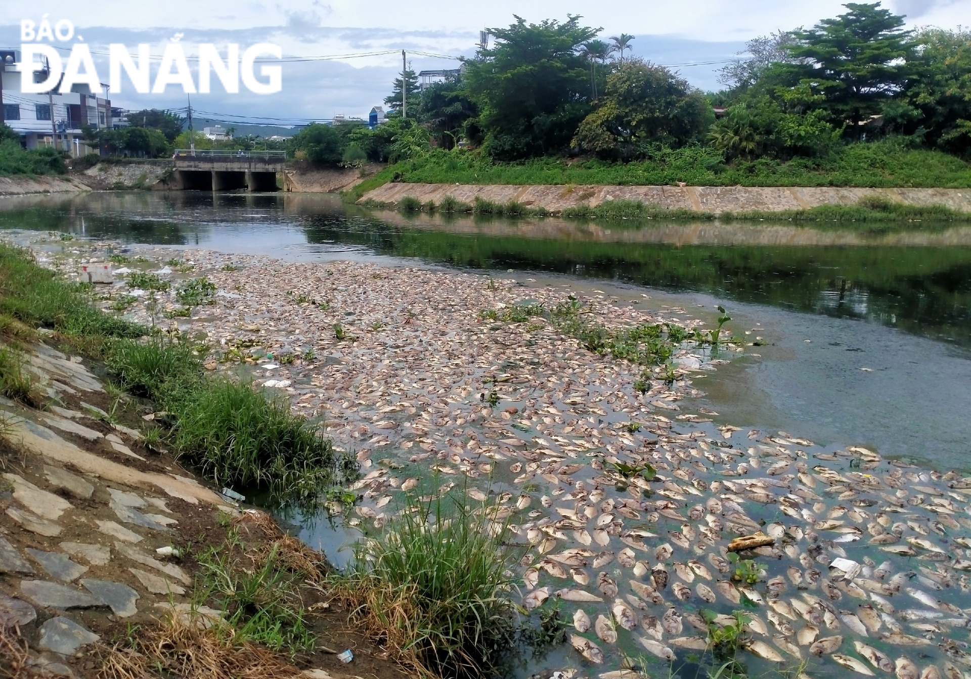 Rất nhiều cá chết nổi trắng trên hồ Liên Chiểu (phường Hòa Minh, quận Liên Chiểu) vào sáng 14-9. Ảnh: N.Q
