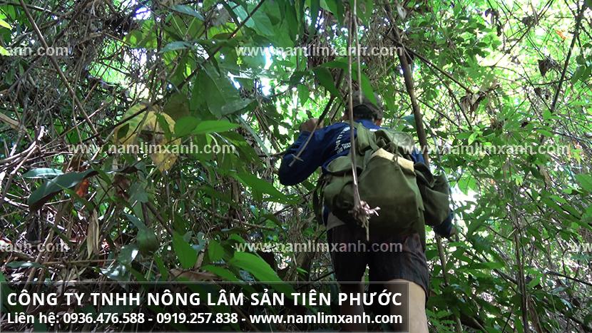 Thợ rừng Công ty Nông lâm sản Tiên Phước tìm nấm lim xanh tự nhiên.
