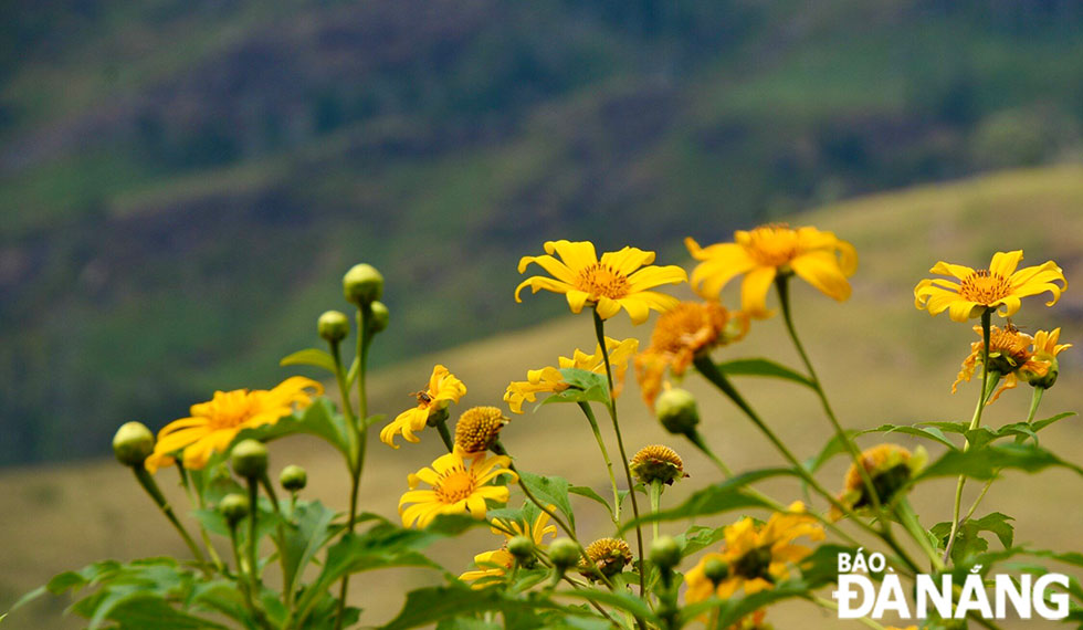 Hoa dã quỳ đã trở thành một nét đặc trưng riêng ở Tây Nguyên, loài hoa mang vẻ đẹp dung dị, thuần khiết, rực rỡ giữa cao nguyên đại ngàn. 	