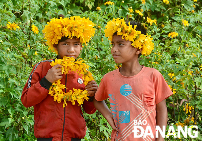 Những đứa trẻ Bana lớn lên cùng những mùa hoa dã quỳ.	