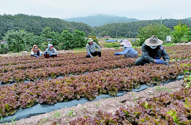 Những người lao động trên đất Hàn đang cần mẫn thu hoạch cây nông nghiệp, nhờ chương trình hợp tác của huyện Hòa Vang và Yeongyang mà họ có cơ hội nhìn thấy cầu vồng trong cuộc sống. Ảnh: Nhân vật cung cấp