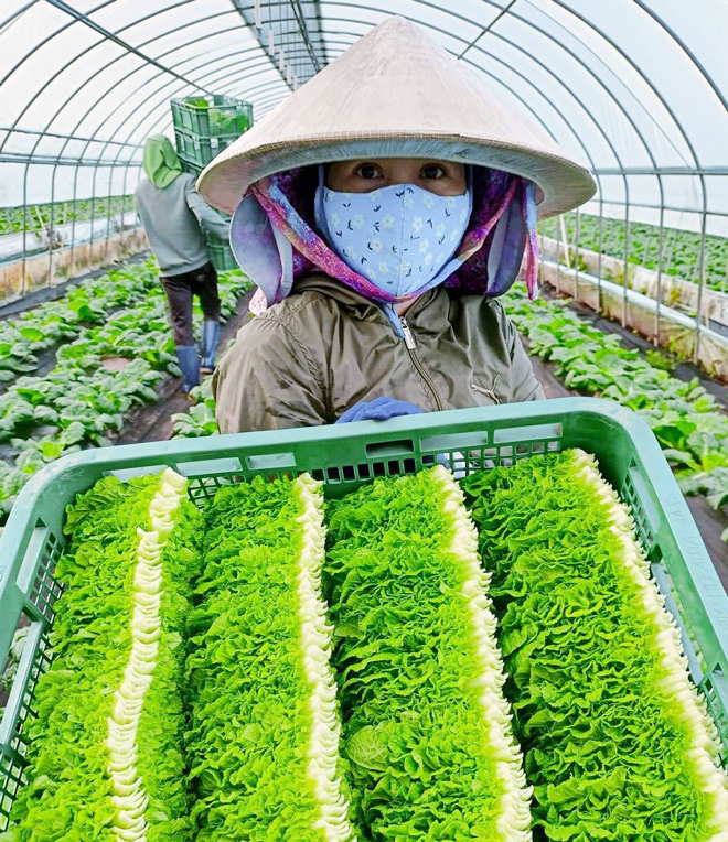 Chị Tán Thị Phước đang thu hoạch xà lách tại nông trại huyện Yeongyang, Hàn Quốc trong những ngày cuối tháng 11-2023. Ảnh: Nhân vật cung cấp