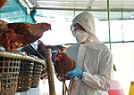 Bộ Y tế thông tin về ca tử vong do mắc cúm A(H5N1) tại Khánh Hòa