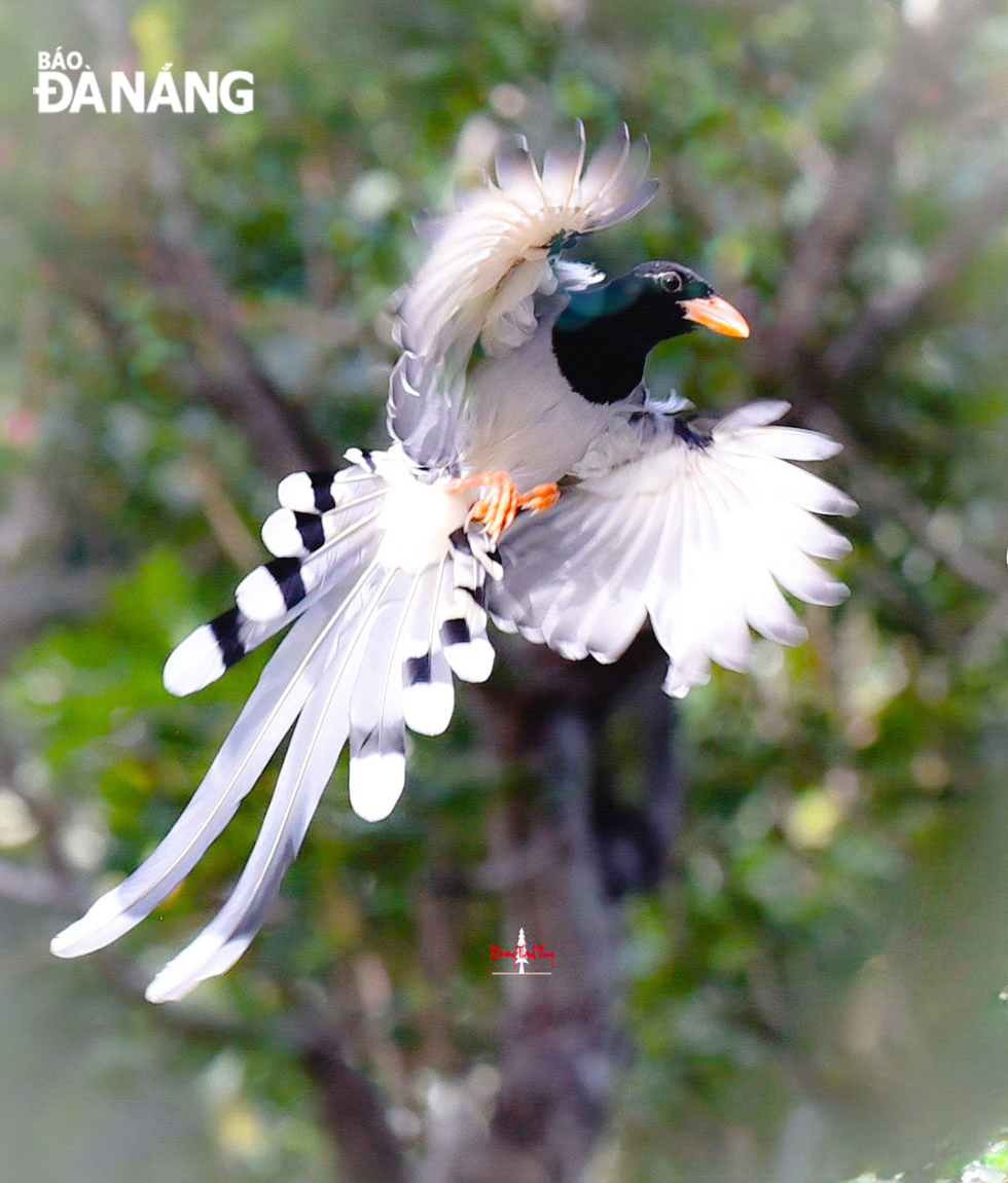 Chim giẻ cùi là biểu tượng quý giá của sự đa dạng và vẻ đẹp thiên nhiên tại bán đảo Sơn Trà.	