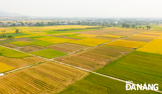 Cánh đồng lúa chờ thu hoạch tại xã Hòa Tiến.