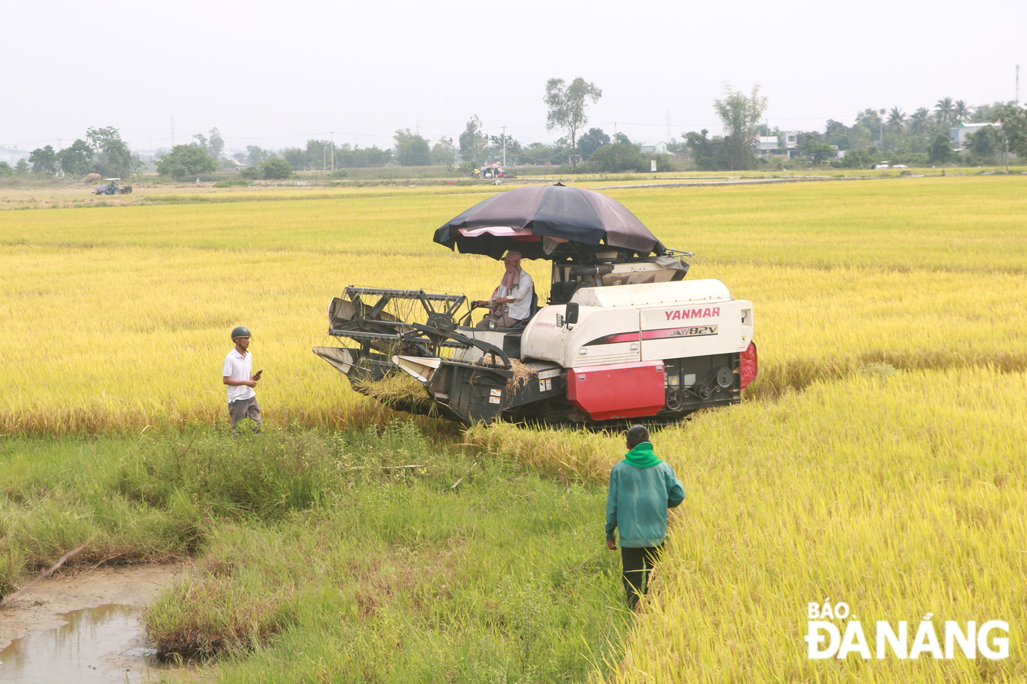 Nhiều diện tích lúa chín vàng được nông dân thu hoạch tại các cánh đồng trên địa bàn huyện Hòa Vang.