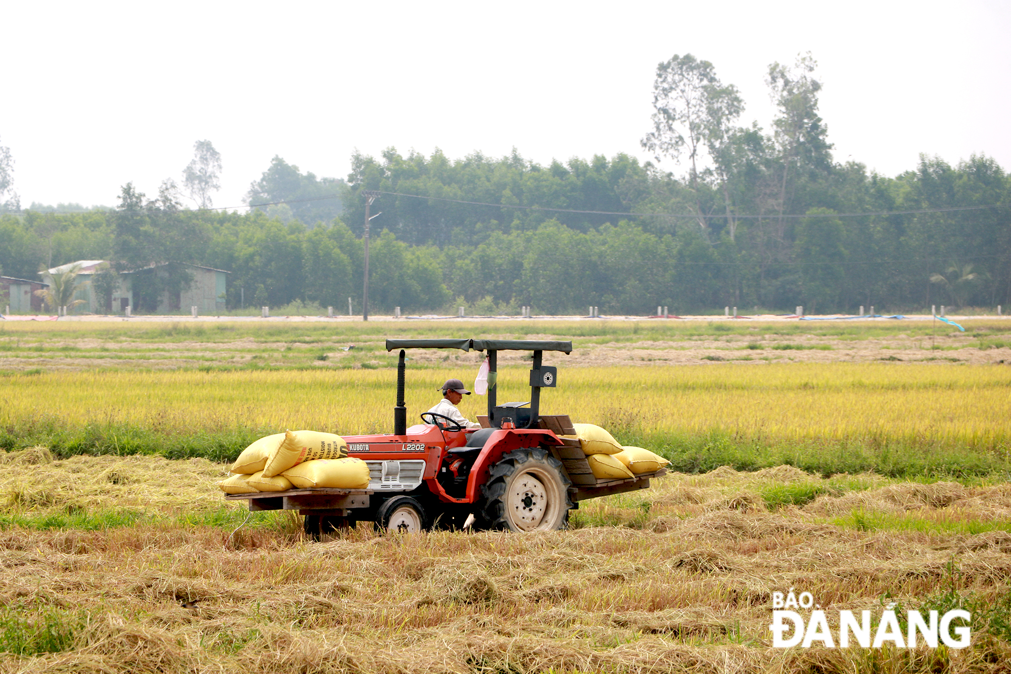 HTX Dịch vụ sản xuất nông nghiệp Hòa Phong 1 đặt mục tiêu hoàn thành công tác thu hoạch trước ngày 15-4 để kịp thời chuẩn bị cho vụ hè thu 2024