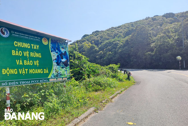 Dọc đường dẫn lên bán đảo Sơn Trà có nhiều biển báo tuyên truyền, cảnh báo về việc gìn giữ điểm đến. Ảnh: K.H