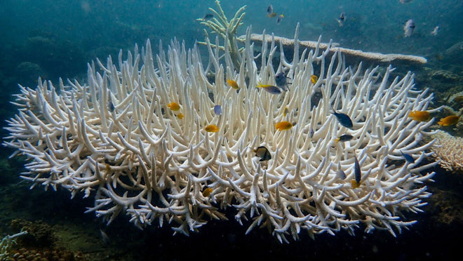 Hơn 54% diện tích rạn san hô trên thế giới đã bị tẩy trắng. (Ảnh do Reuters ghi lại ngày 12-4-2024 tại Martin Reef - đảo san hô nổi ở vịnh đảo Great Barrier, ngoài khơi bờ biển phía đông bắc Queensland, Úc)