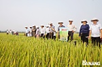 Trình diễn, nâng cao hiệu quả sản xuất từ các giống lúa mới